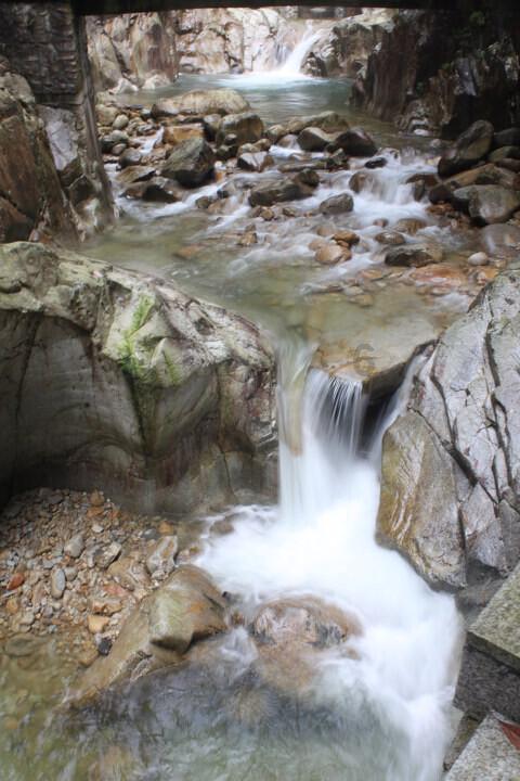 逃离野鸡森林